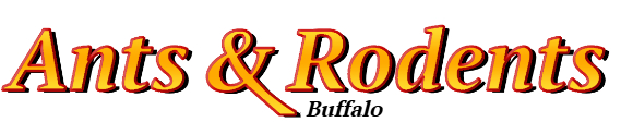 Buffalo Ant Exterminator & Rodent Control Company Logo